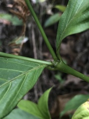 Palicourea gracilenta
