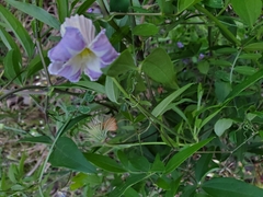 Clematis