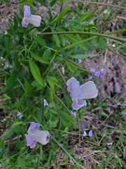 Clematis