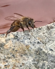 Apis mellifera