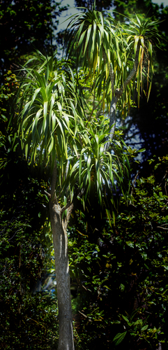 Dracaena fernaldii