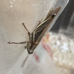 Stenocatantops mistshenkoi