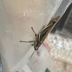 Stenocatantops mistshenkoi