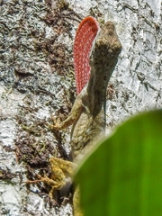 Anolis pentaprion