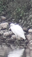 Egretta thula thula