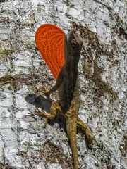 Anolis pentaprion