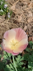 Papaveraceae