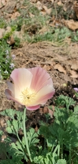Papaveraceae