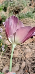 Papaveraceae