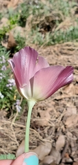 Papaveraceae