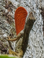 Anolis pentaprion