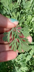 Papaveraceae