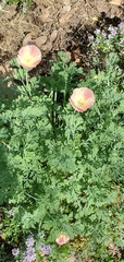Papaveraceae