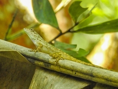Anolis pentaprion