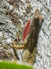 Anolis pentaprion