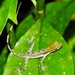 Abaniquillo Centroamericano - Photo (c) frogman44, algunos derechos reservados (CC BY-NC), subido por frogman44