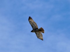 Buteo jamaicensis