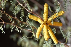 Prosopis strombulifera
