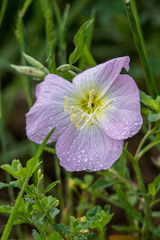 Oenothera speciosa