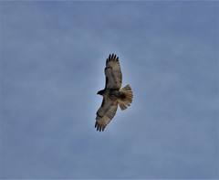 Buteo jamaicensis