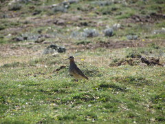 Oreopholus ruficollis