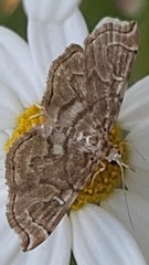 Crambidae