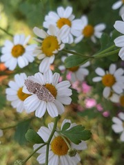 Crambidae