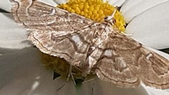 Crambidae