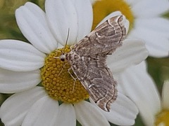 Crambidae