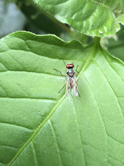Tanypezidae