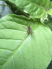 Tanypezidae