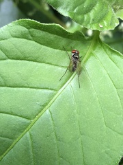 Tanypezidae