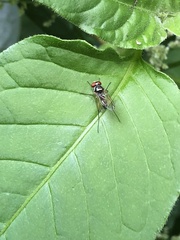 Tanypezidae