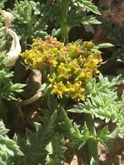 Lomatium scabrum