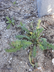 Phacelia stellaris