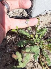 Phacelia stellaris