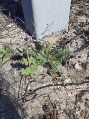Phacelia stellaris