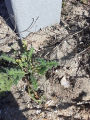 Phacelia stellaris