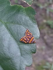 Hemerophila orinympha
