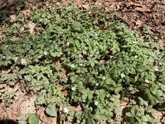 Anemonoides quinquefolia