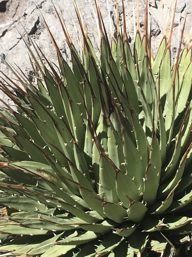 Agave utahensis var. nevadensis