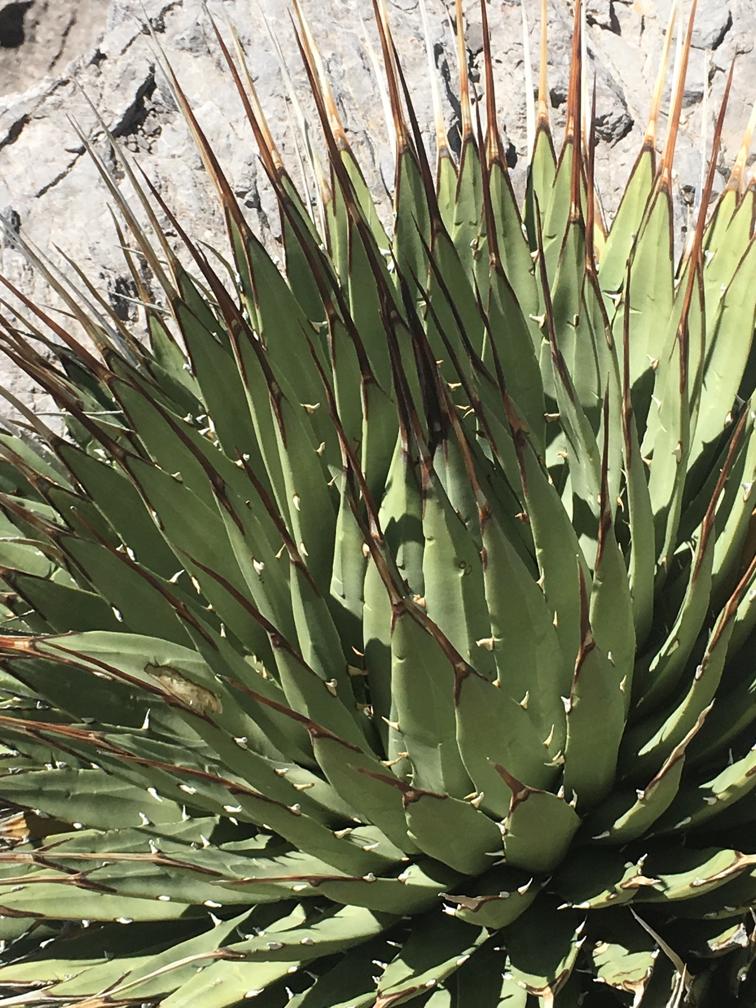 Agave utahensis var. nevadensis