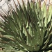 Clark Mountain Agave - Photo (c) Remington Jackson, some rights reserved (CC BY-NC), uploaded by Remington Jackson