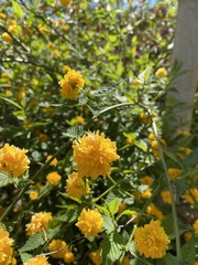 Kerria japonica