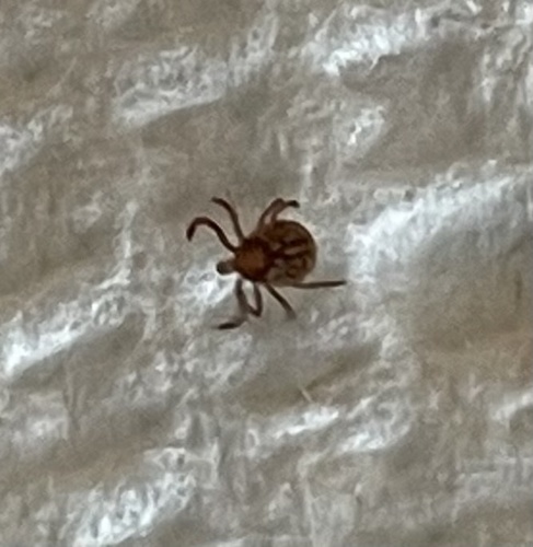 Lone Star Tick