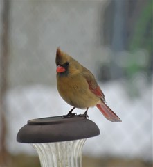 Cardinalis cardinalis