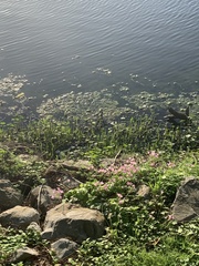 Hydrocotyle ranunculoides