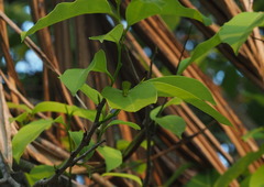 Graphium agamemnon