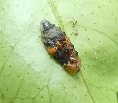 Ocyptamus gastrostactus