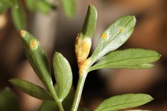 Puccinia erigeniae
